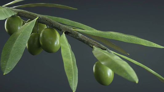 Just Olive – The Story of Wellness