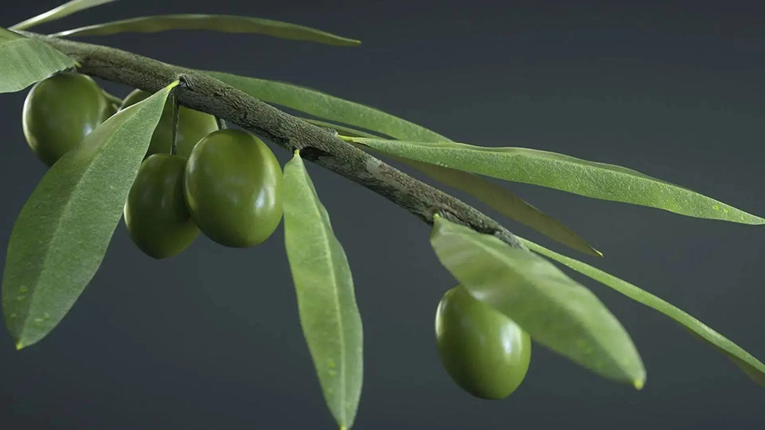 Just Olive – The Story of Wellness