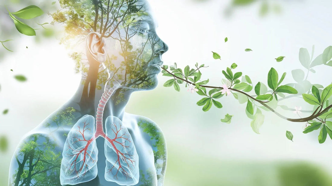 Why Mullein Is the "Missing Link" in Your Respiratory Toolkit