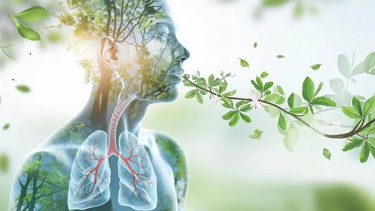 Why Mullein Is the "Missing Link" in Your Respiratory Toolkit