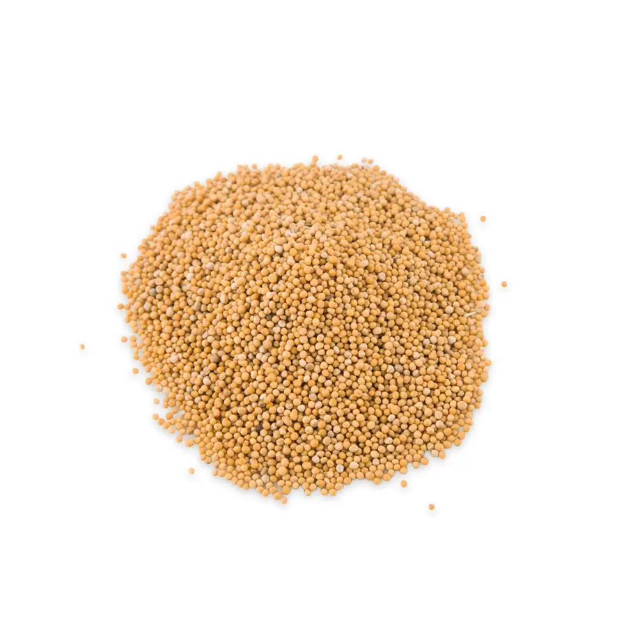 Yellow Mustard Seeds (Sinapis alba) – Pungent Thermogenic Seed for Digestive Fire & Metabolic Stimulation Pharma Germania