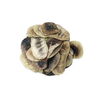 Senna Pods (Senna alexandrina) – Traditional Digestive-Transit & Systemic-Reset Tonic Pharma Germania